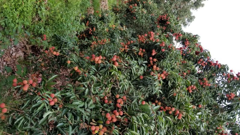 荔枝大量上货价格稳定可实力供货全国客商欢迎洽谈