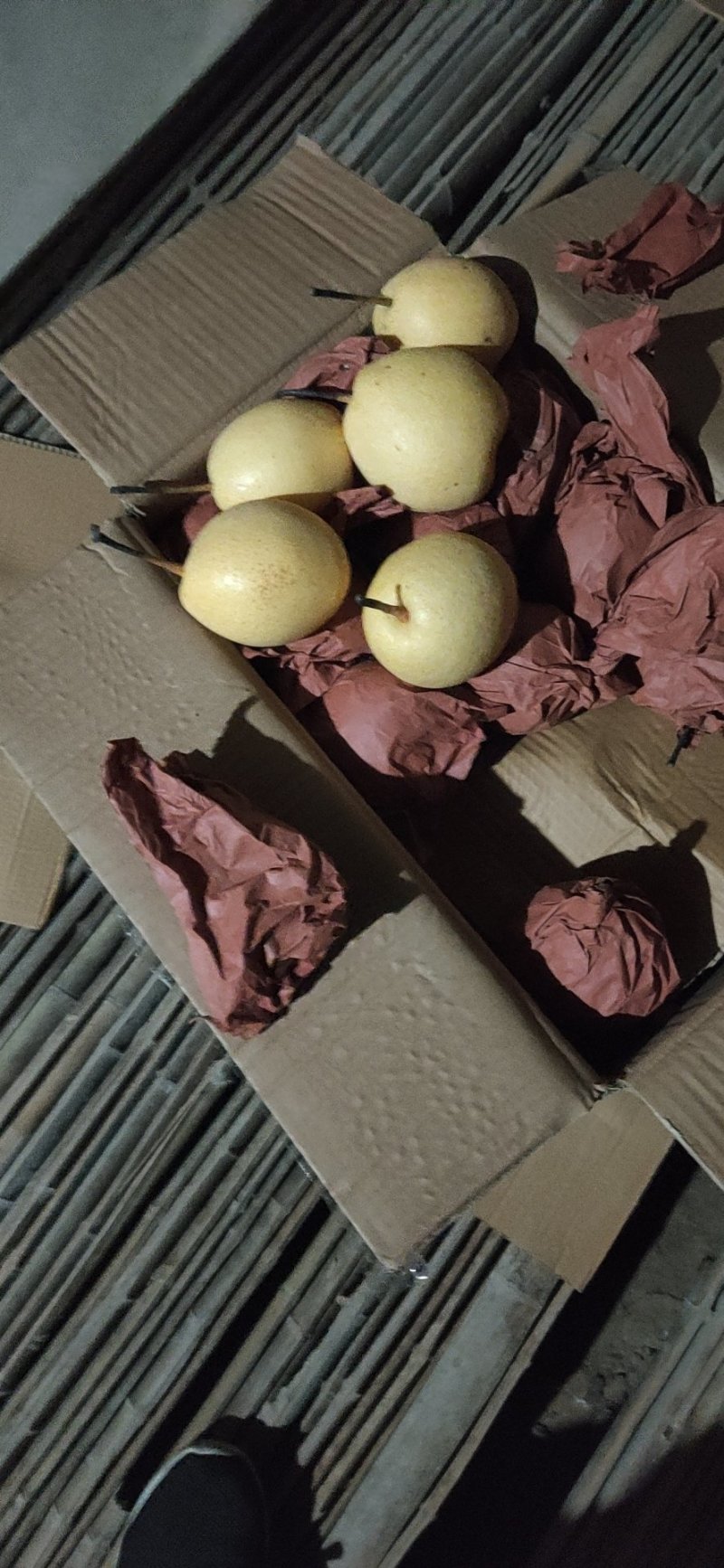 陕西渭南蒲城套网纸袋长把梨冬梨三两半起步，果面干净