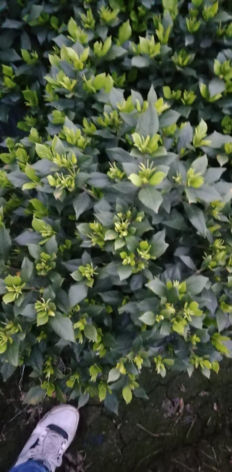栀子花