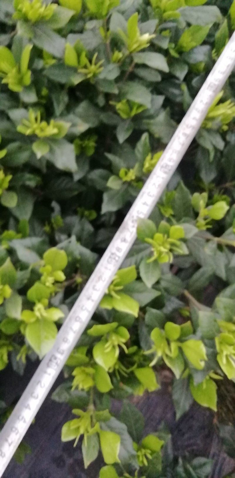 栀子花