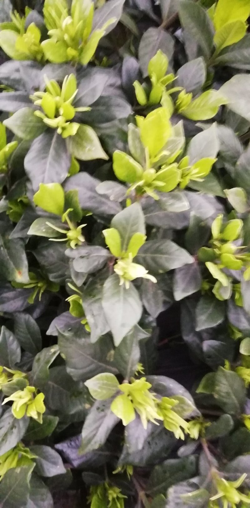 栀子花