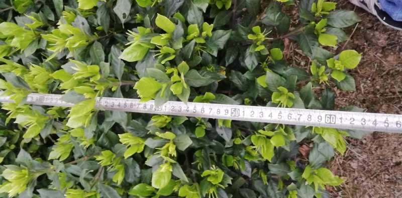 栀子花