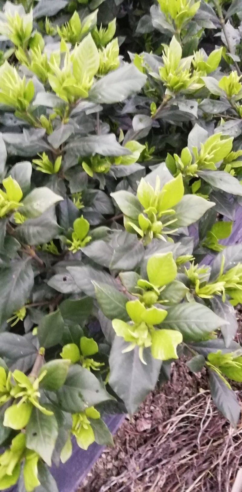 栀子花