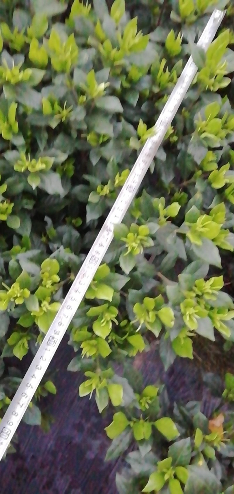 栀子花