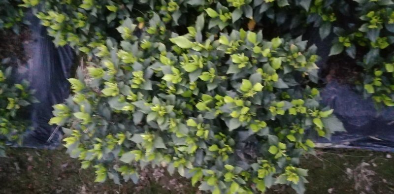栀子花