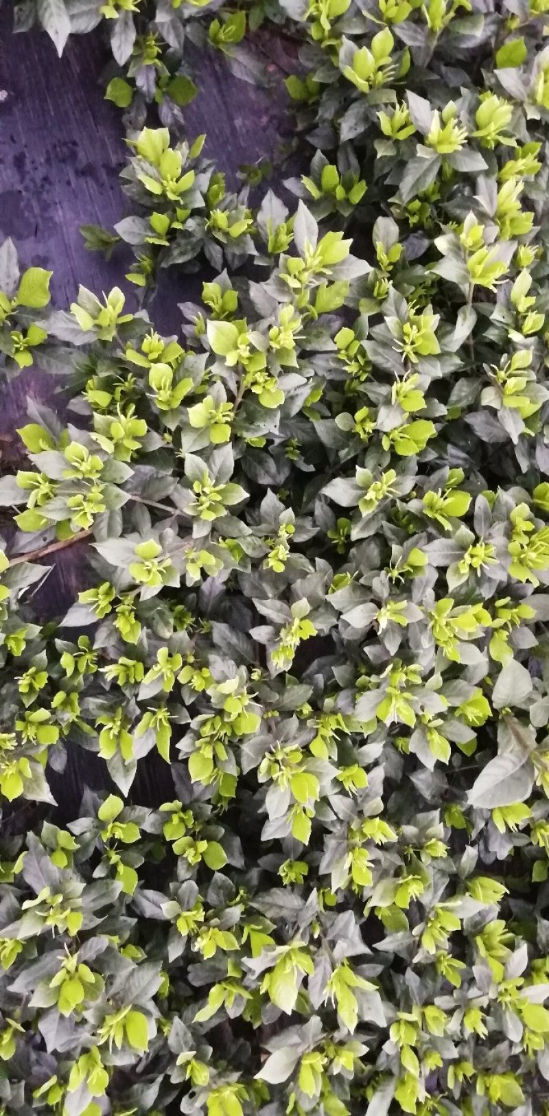 栀子花