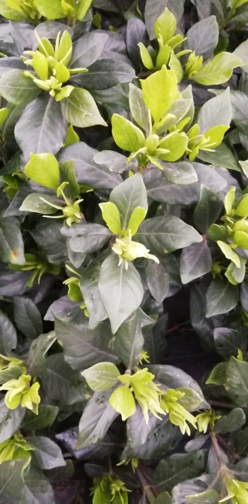 栀子花