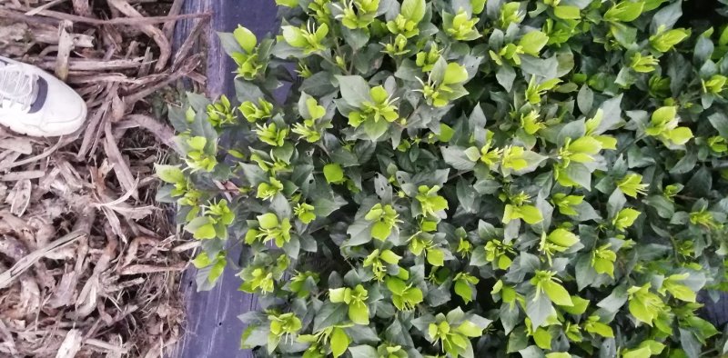 栀子花