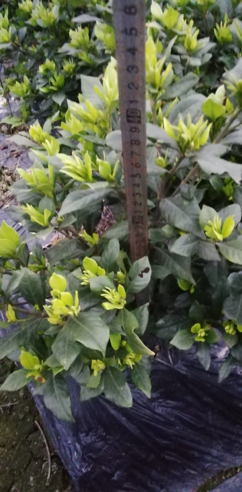 栀子花