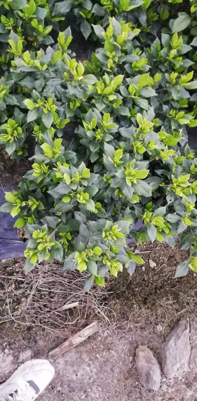 栀子花