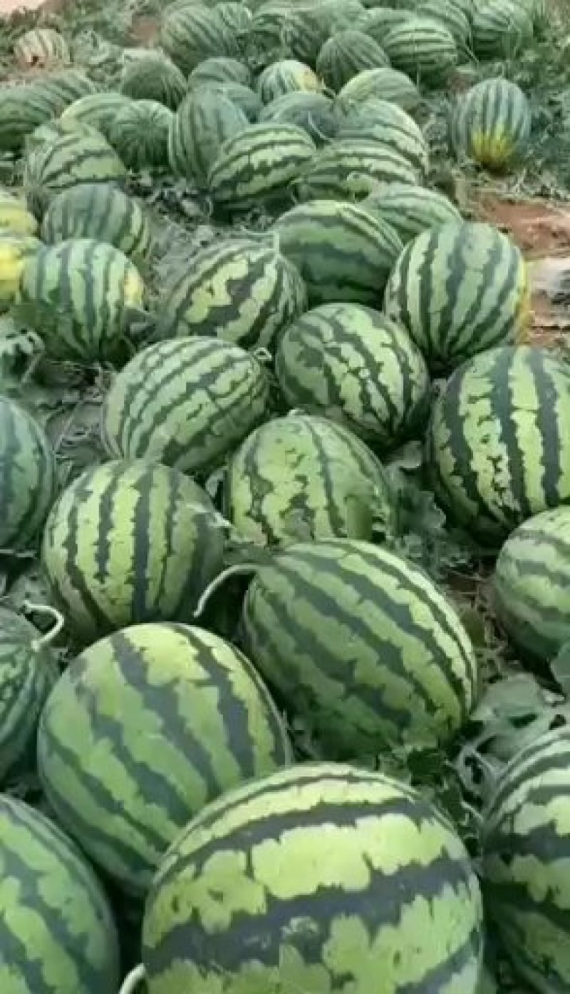 甜王产地直发，万亩果园基地，长期供应产地货源