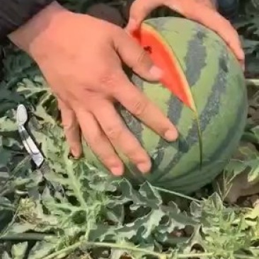 甜王产地直发，万亩果园基地，长期供应产地货源