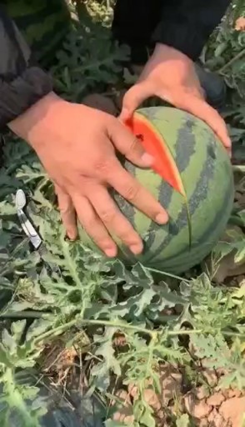 甜王产地直发，万亩果园基地，长期供应产地货源