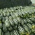 山东潍坊青州博洋九号甜瓜新鲜上市【推荐】潍坊青州市嘎嘎甜