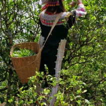 普洱茶