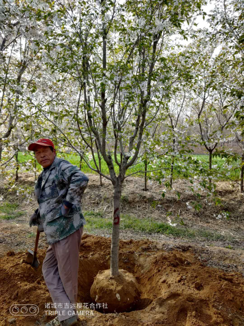 樱花早樱日本樱花晚樱量大质量好