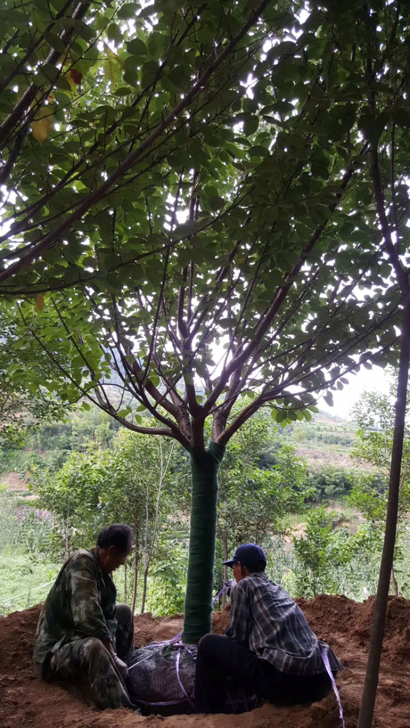 樱花早樱日本樱花晚樱量大质量好