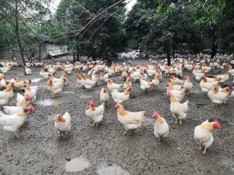 走地鸡138天经典鸡项