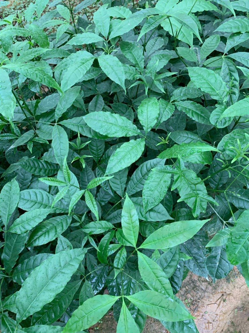 三叉虎三丫虎苗大量回收