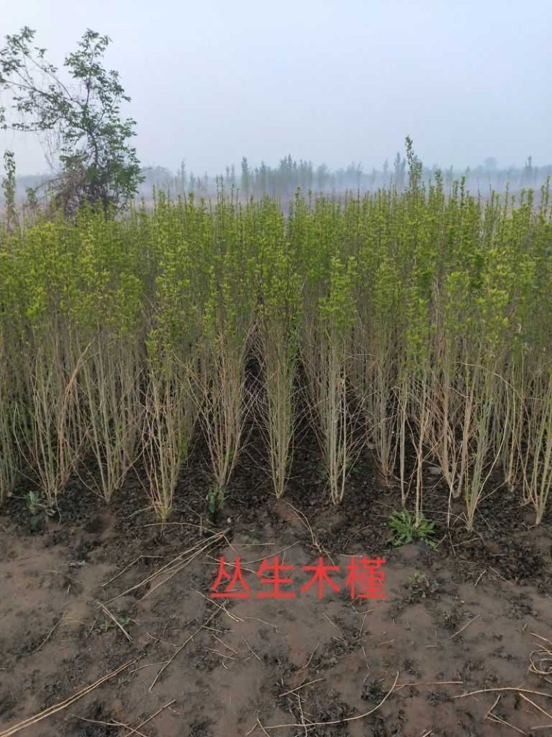 丛生木槿：属乔灌木落叶灌木类苗木，绿化工程苗木