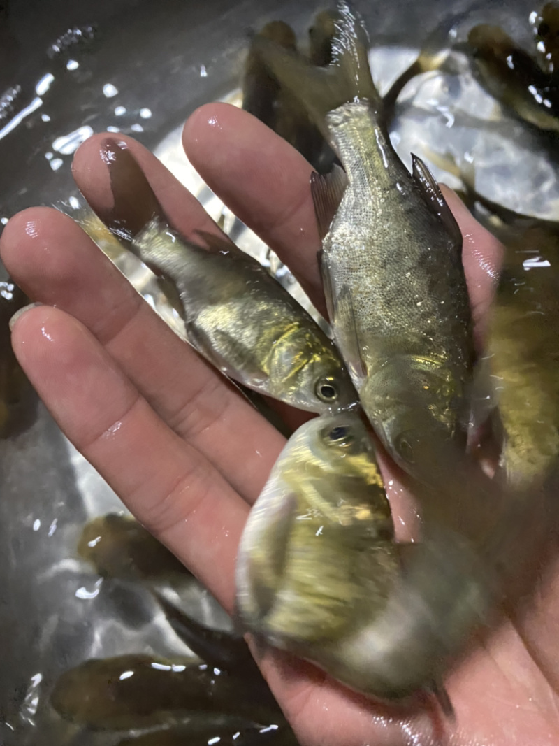 缩骨花鲢缩骨大头鱼回力十足已训食料全国发货