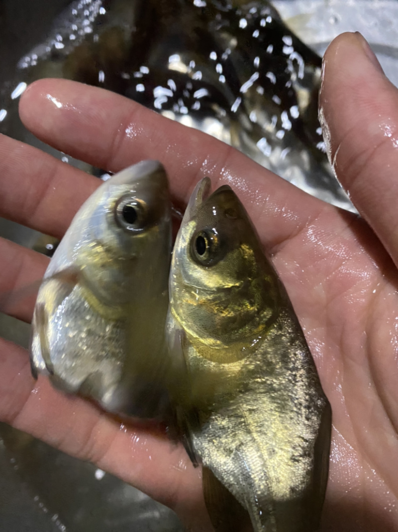 缩骨花鲢缩骨大头鱼回力十足已训食料全国发货