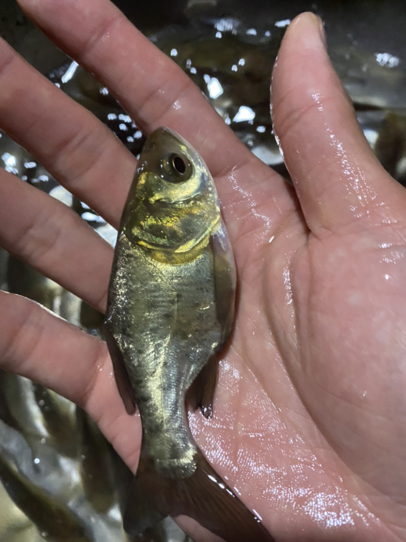 缩骨花鲢缩骨大头鱼回力十足已训食料全国发货