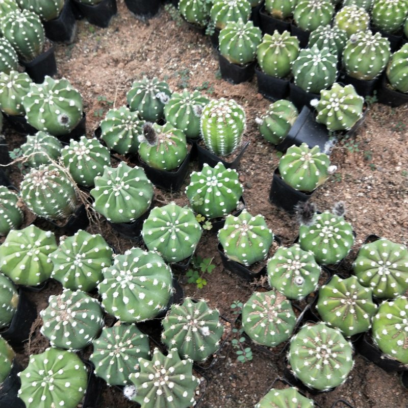 实生短毛丸，各种规格，基地直销