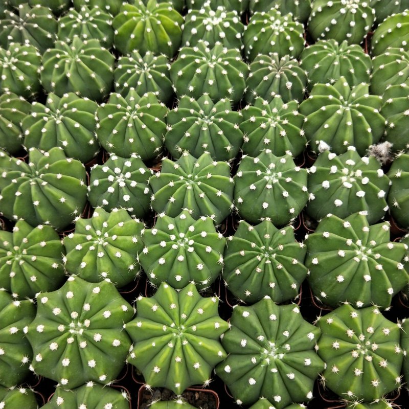 实生短毛丸，各种规格，基地直销