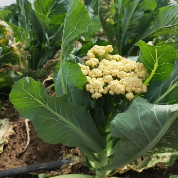 有机花菜