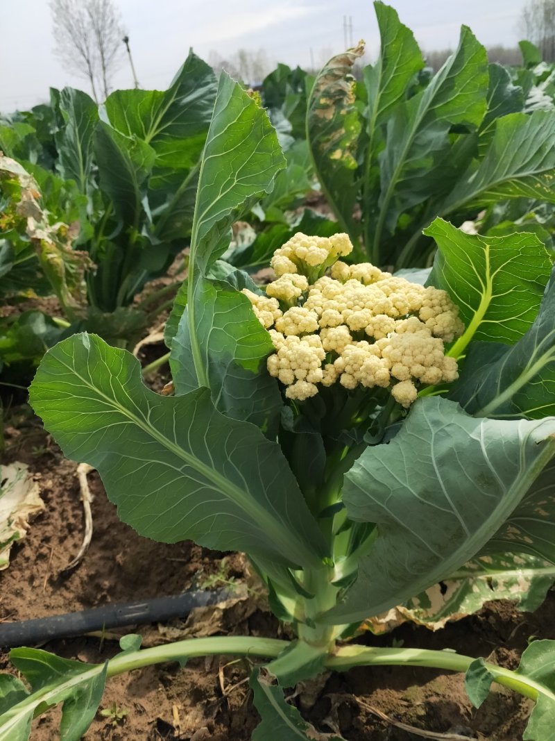 有机花菜