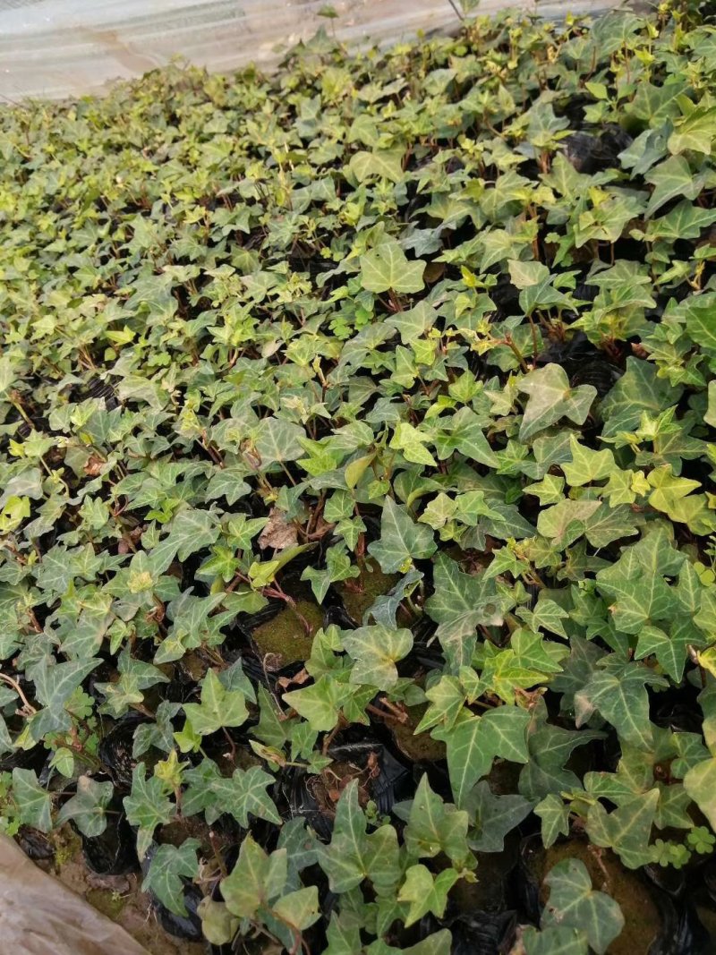 常春藤杯苗绿化工程苗基地直供