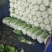 【黄心大白菜】春季黄心白菜，一手货源、质量有保证耐运输。