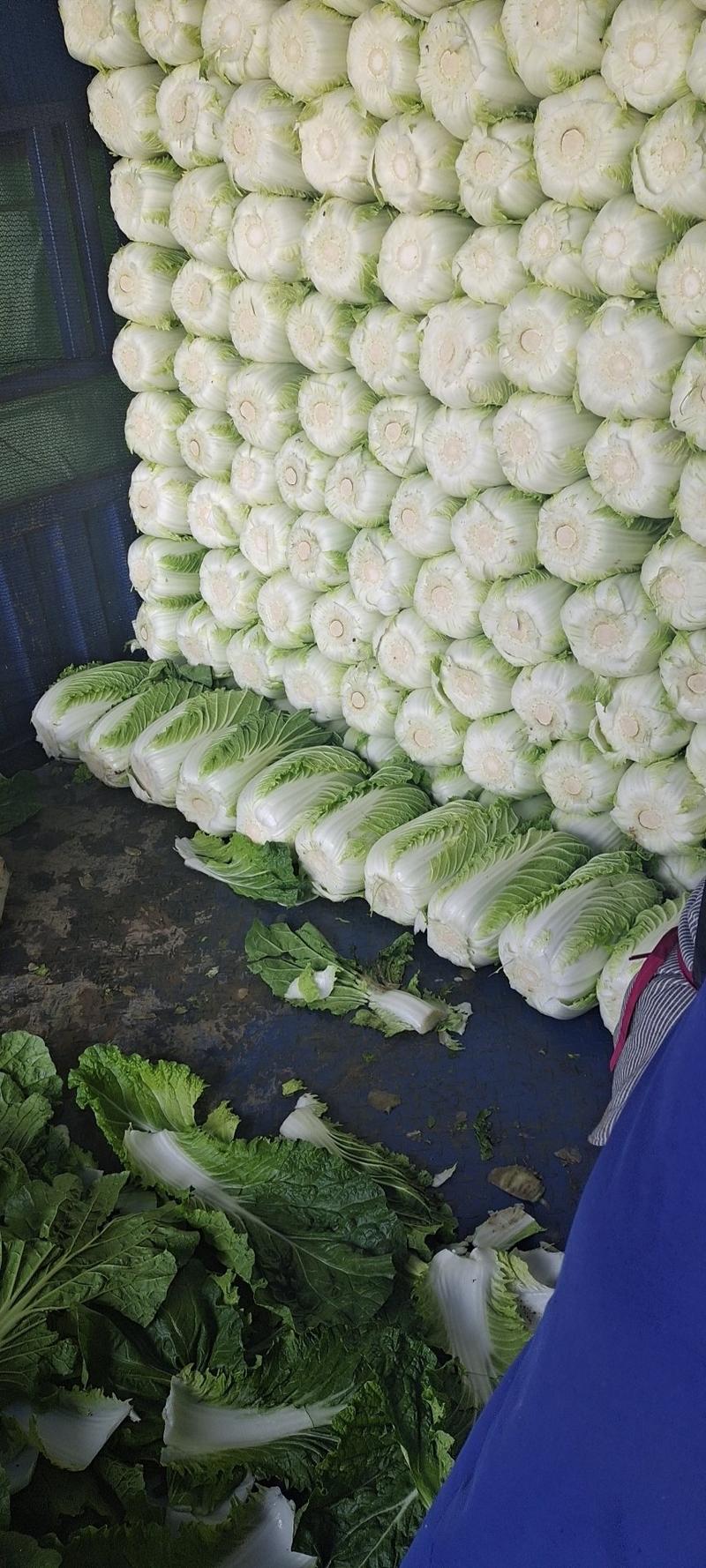 【黄心大白菜】春季黄心白菜，一手货源、质量有保证耐运输。