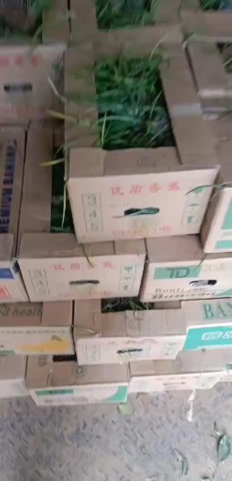 石竹常夏石竹基地直销量大从优