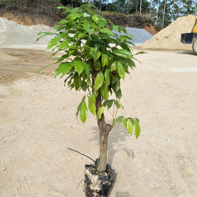 妃子笑荔枝驳枝木苗，占地神器…！有种植的联系