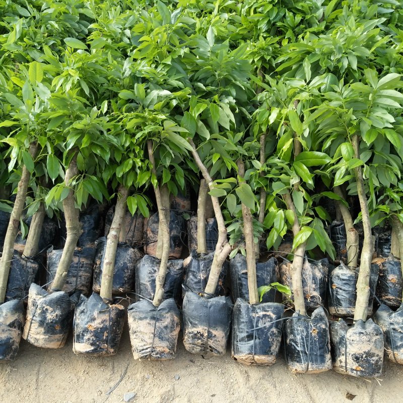 妃子笑荔枝驳枝木苗，占地神器…！有种植的联系