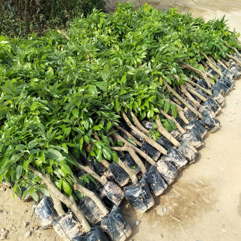 妃子笑荔枝驳枝木苗，占地神器…！有种植的联系