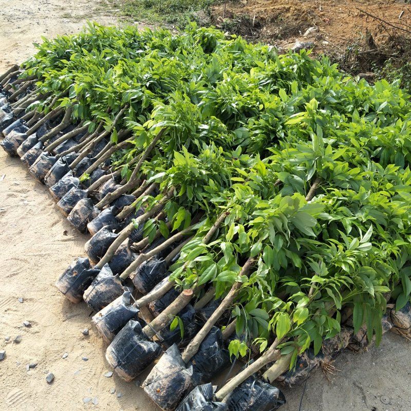 妃子笑荔枝驳枝木苗，占地神器…！有种植的联系