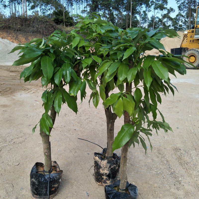 妃子笑荔枝驳枝木苗，占地神器…！有种植的联系