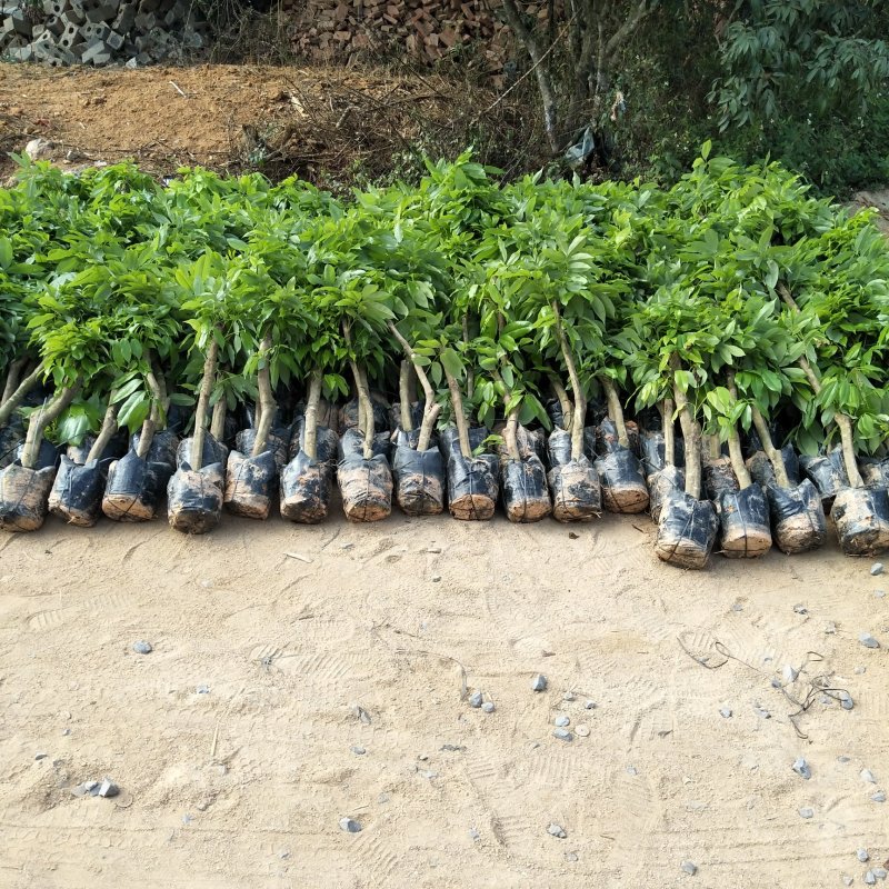 妃子笑荔枝驳枝木苗，占地神器…！有种植的联系