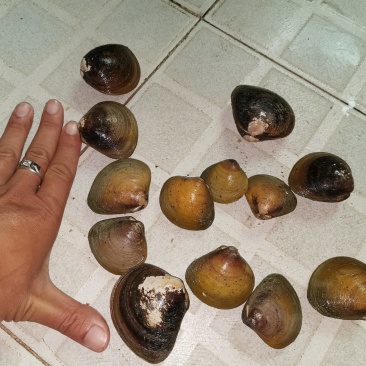 蚬螺