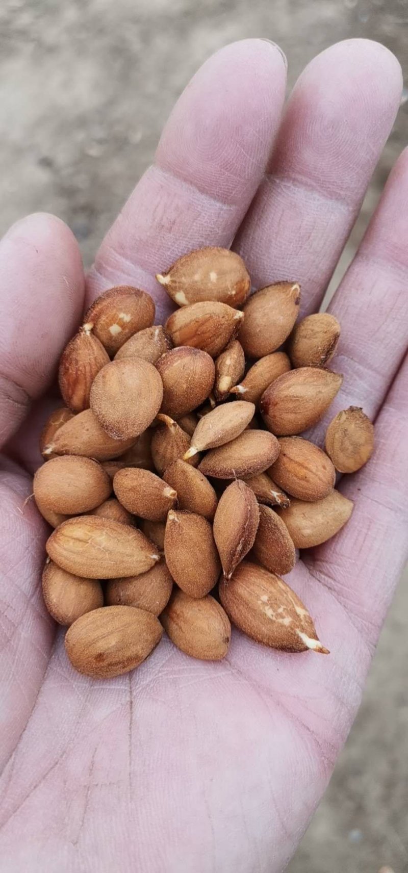 桃树种子.桃芽毛桃种子货发全国保出芽率