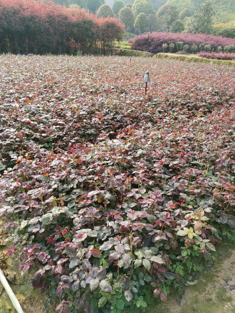 月季丰花月季钻石月季小花月季20~50cm品