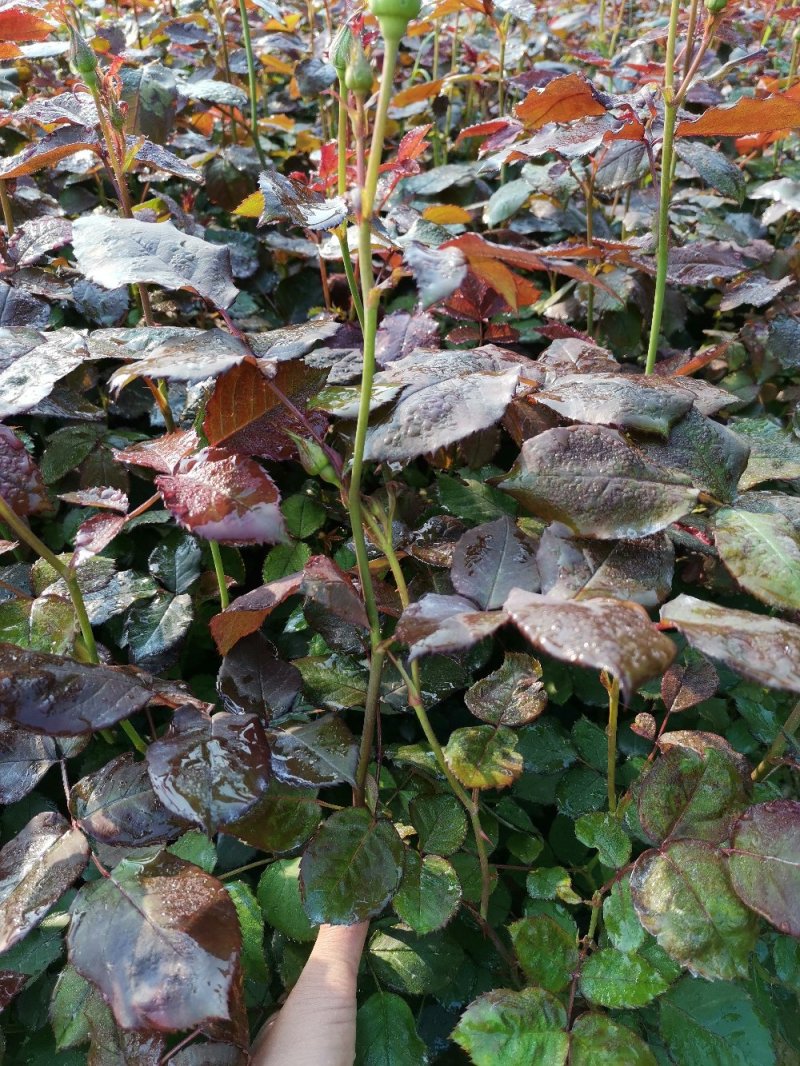 月季丰花月季钻石月季小花月季20~50cm品