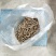 虫草锁阳菌