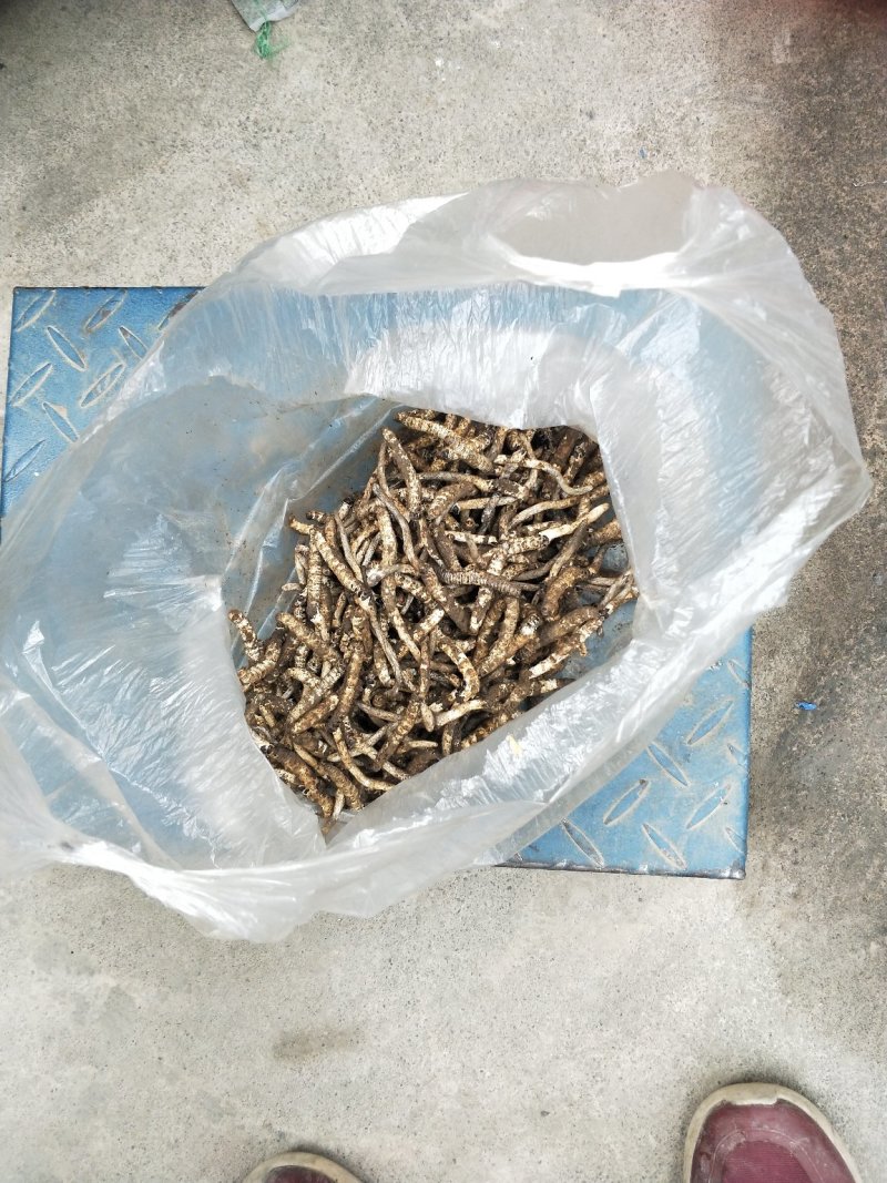 虫草锁阳菌