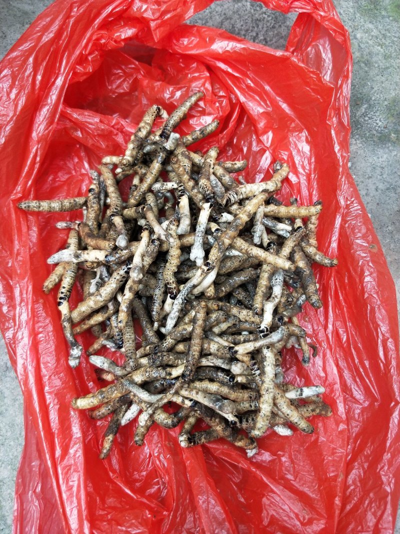 虫草锁阳菌