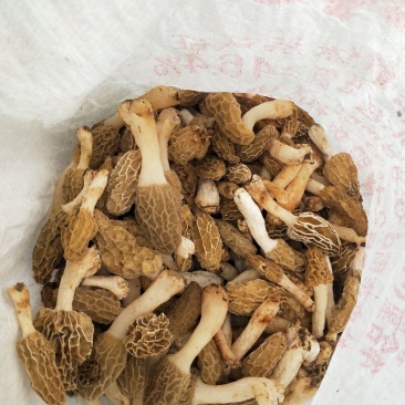 虫草锁阳菌