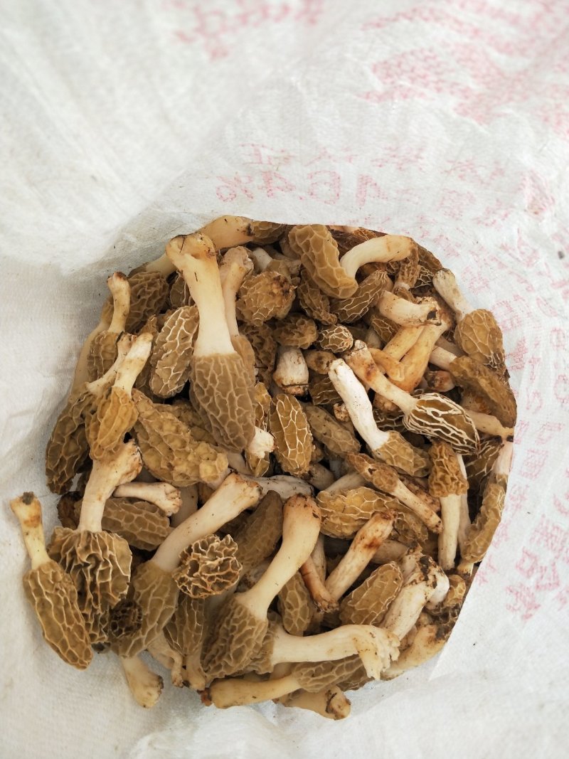 虫草锁阳菌
